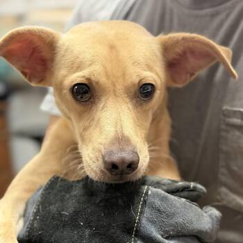 Grandpa -  Mixed Breed Dog for Adoption in Columbia, South Carolina - Grandpa | PetCurious
