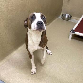 Tiger -  Pit Bull Terrier Dog for Adoption in Monroe, Georgia - Tiger | PetCurious