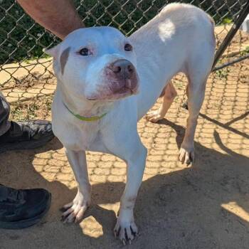 CLOUD  Available NOW - ADOPTION or RESCUE! -  Mixed Breed Dog Available for Adoption in Nashville, North Carolina - CLOUD  Available NOW - ADOPTION Or RESCUE! | PetCurious