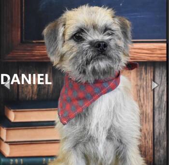 Daniel -  Terrier and Shih Tzu Dog for Adoption in Scottsdale, Arizona - Daniel | PetCurious