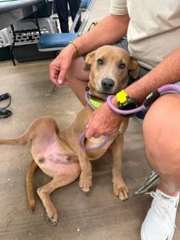 Banjo -  Mixed Breed Dog for Adoption in Dallas, Texas - Banjo | PetCurious