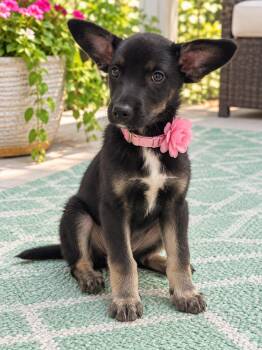 Darla -  German Shepherd Dog Dog for Adoption in Crosby, Texas - Darla | PetCurious