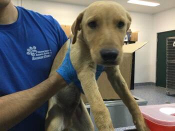 A1922681 -  Golden Retriever and Mixed Breed Dog for Adoption in Thousand Palms, California - A1922681 | PetCurious