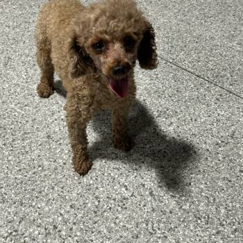 Cranberry 8.4 lbs -  Miniature Poodle Dog for Adoption in Antwerp, Ohio - Cranberry 8.4 Lbs | PetCurious