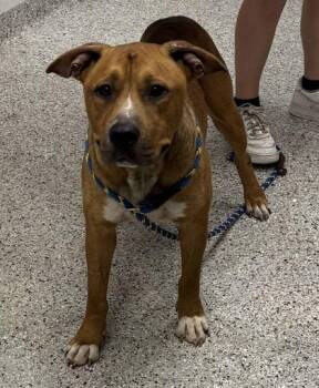 Dune -  Pit Bull Terrier and Mixed Breed Dog for Adoption in Kansas City, Missouri - Dune | PetCurious