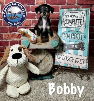 Bobby -  Rat Terrier Dog for Adoption in Arcadia, Florida - Bobby | PetCurious