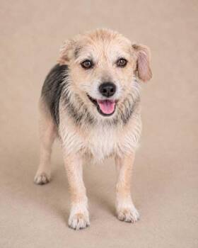 Darby -  Terrier Dog for Adoption in Statesboro, Georgia - Darby | PetCurious