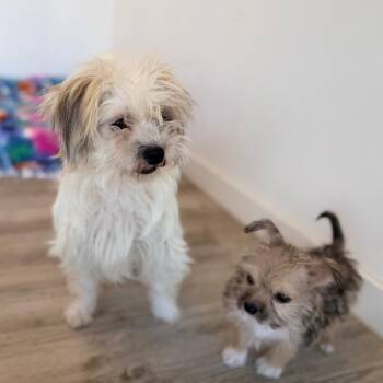 Fire -  Wirehaired Terrier and Mixed Breed Dog for Adoption in Green Bay, Wisconsin - Fire | PetCurious