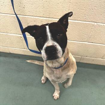 Mixed Breed Dogs Available for Adoption in Memphis, Tennessee - Chevy | PetCurious