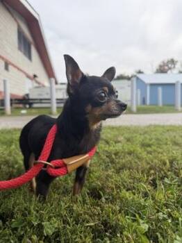 Luna -  Chihuahua and Mixed Breed Dog for Adoption in Fallston, Maryland - Luna | PetCurious