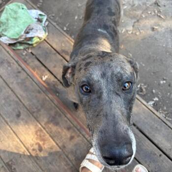Great Dane and Weimaraner Dogs Available for Adoption - Ashly D11082 | PetCurious