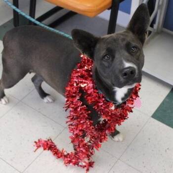 Pit Bull Terrier Dogs Available for Adoption - Rachel | PetCurious