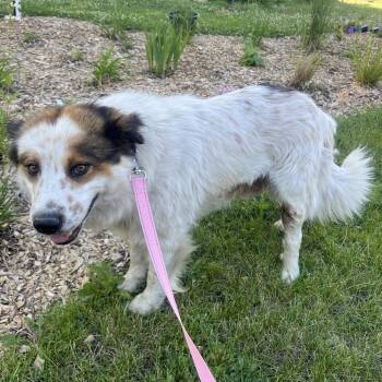 Wilbur -  Cattle Dog and Mixed Breed Dog for Adoption in Buffalo, Minnesota - Wilbur | PetCurious
