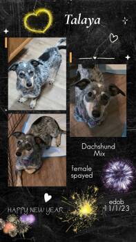 Talaya SL14126-Thw -  Dachshund and Chihuahua Dog for Adoption in Missouri City, Texas - Talaya SL14126-Thw | PetCurious