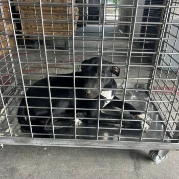 Reagan -  Pit Bull Terrier Dog for Adoption in Austin, Texas - Reagan | PetCurious