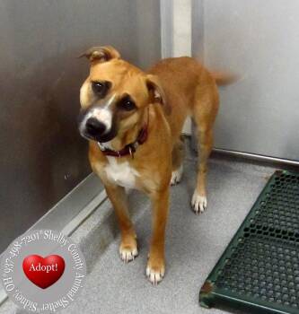 Pit Bull Terrier Dogs Available for Adoption in Sidney, Ohio - Florence Yrly 173 | PetCurious