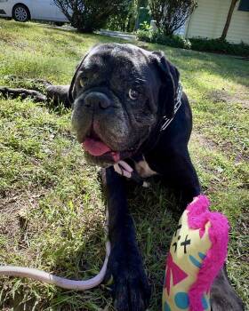 Cole -  Boxer Dog for Adoption in Monticello, New York - Cole | PetCurious
