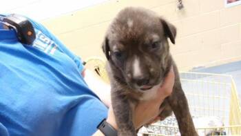 GREEN -  Labrador Retriever and Pit Bull Terrier Dog for Adoption in Tulsa, Oklahoma - GREEN | PetCurious