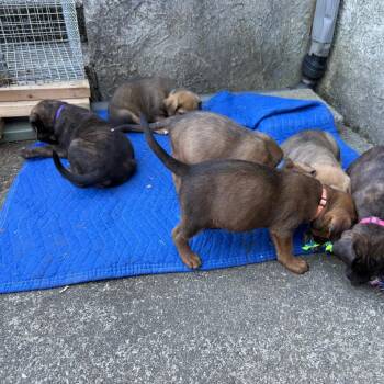 Shepherd and Mixed Breed Dogs Available for Adoption in Oakville, Washington - Nutella | PetCurious