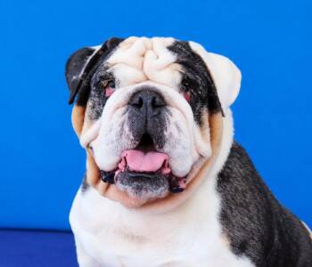 BUZZ -  English Bulldog Dog for Adoption in Pasadena, California - BUZZ | PetCurious