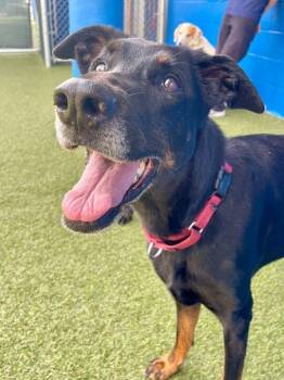 Padme/ Meg -  Doberman Pinscher Dog Available for Adoption in Elmwood, Louisiana - Padme/ Meg | PetCurious