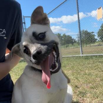 Buddy -  Pug and Norwegian Elkhound Dog for Adoption in Harrisonburg, Virginia - Buddy | PetCurious