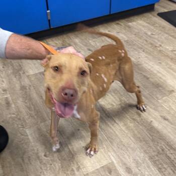 Rescue Pit Bull Terrier Dogs for Adoption in East St. Louis, Illinois - Drew | PetCurious