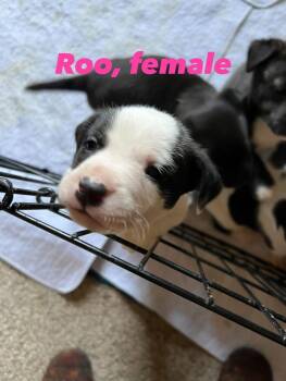 Pit Bull Terrier Dogs Available for Adoption - Roo | PetCurious