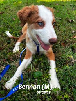 13 Week old Border Collie Pups -  Border Collie Dog for Adoption in Seymour, Indiana - 13 Week Old Border Collie Pups | PetCurious