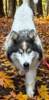 Alaska Kershaw -  Siberian Husky Dog for Adoption in Sumter, South Carolina - Alaska Kershaw | PetCurious