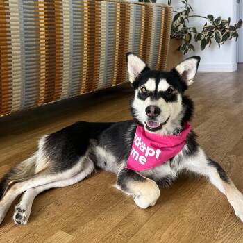 Siberian Husky Dogs Available for Adoption in Los Angeles, California - Gretchen | PetCurious