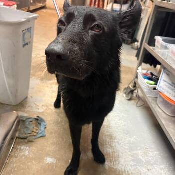 Shera -  Shepherd Dog for Adoption in Edinburg, Texas - Shera | PetCurious