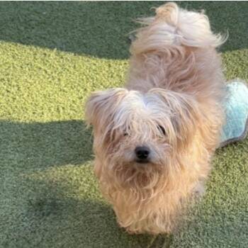 TEDDY -  Miniature Poodle and Chihuahua Dog for Adoption in Houston, Texas - TEDDY | PetCurious
