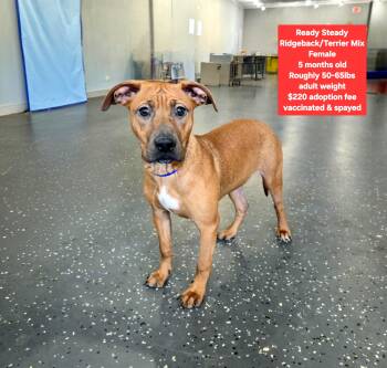 Rhodesian Ridgeback and Terrier Dogs Available for Adoption - Ready Steady | PetCurious