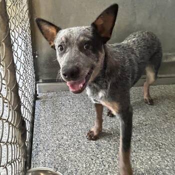 Stray Manor Dr. Blue -  Australian Cattle Dog Blue Heeler Dog for Adoption in Roxboro, North Carolina - Stray Manor Dr. Blue | PetCurious