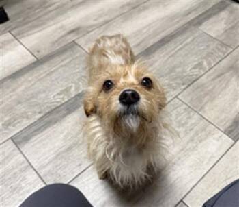 Terrier Dogs Available for Adoption in Redlands, California - LARRY | PetCurious