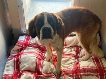 OPHELIA -  Saint Bernard Dog for Adoption in Tustin, California - OPHELIA | PetCurious