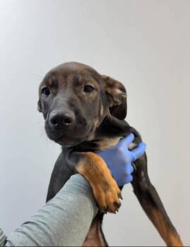 Ziggy -  Mixed Breed Dog for Adoption in New York, New York - Ziggy | PetCurious