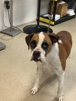 Rescue Boxer and Mixed Breed Dogs for Adoption in Fort Worth, Texas - LADY | PetCurious