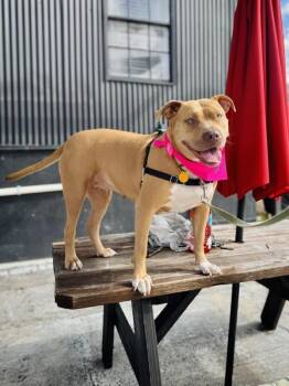 Pit Bull Terrier Dogs Available for Adoption - Mini | PetCurious