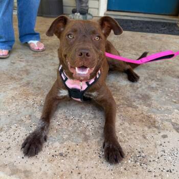 Gabby -  Chocolate Labrador Retriever and Boxer Dog for Adoption in Sequatchie, Tennessee - Gabby | PetCurious