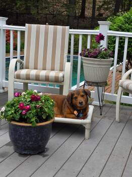 Frankie - Courtesy Post -  Dachshund and Beagle Dog for Adoption in Milford, New Hampshire - Frankie - Courtesy Post | PetCurious