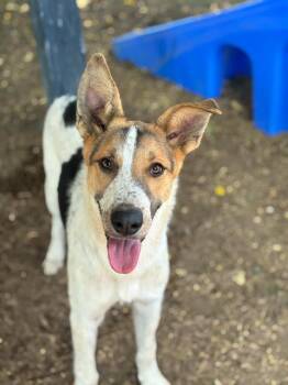 FAE -  Australian Cattle Dog Blue Heeler and Mixed Breed Dog for Adoption in Visalia, California - FAE | PetCurious