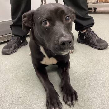 Rescue Terrier Dogs for Adoption in Abilene, Texas - Jessie | PetCurious