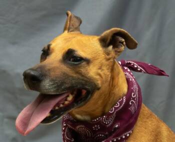 Rescue Black Mouth Cur Dogs for Adoption in Sanford, Florida - Cordie | PetCurious