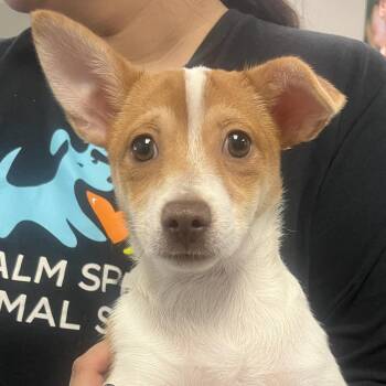Robin -  Chihuahua and Terrier Dog for Adoption in Palm Springs, California - Robin | PetCurious