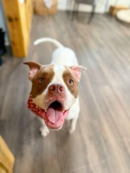 Lucy Love with the Irresistible Snuggles -  Boxer and American Staffordshire Terrier Dog for Adoption in Friendswood, Texas - Lucy Love With The Irresistible Snuggles | PetCurious