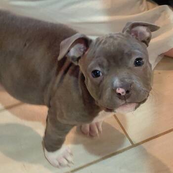 Pug and Pit Bull Terrier Dogs Available for Adoption - Bumble | PetCurious