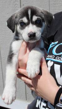 Jambalaya -  Husky and Mixed Breed Dog for Adoption in Vacaville, California - Jambalaya | PetCurious