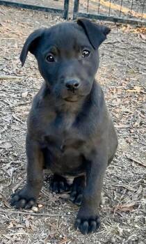 Labrador Retriever and Black Mouth Cur Dogs Available for Adoption - Rip Van Wrinkle | PetCurious